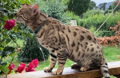 cat