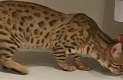 cat