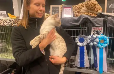 cat