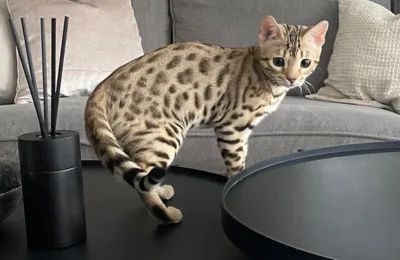 cat