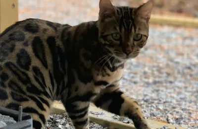 cat