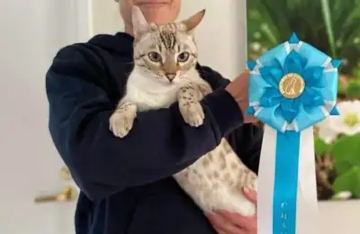 cat
