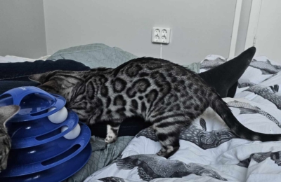 cat