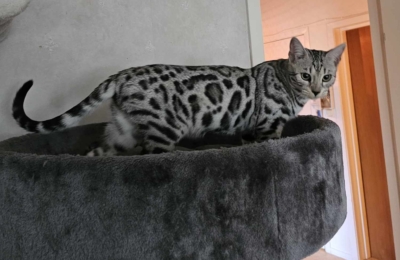 cat