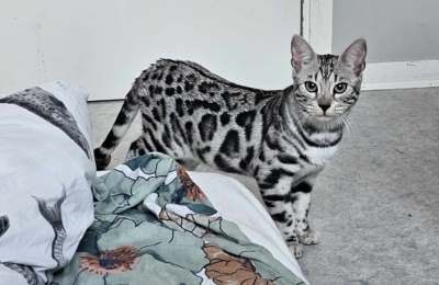 cat